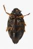 Gyrinus urinator